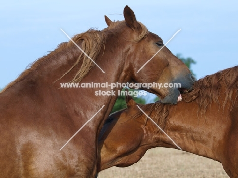 Suffolk Punches grooming, nibbling