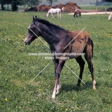 German Arab foal at marbach with shedding coat, full body 