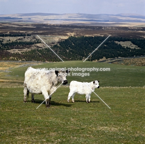 white galloway cow and calf in scotland