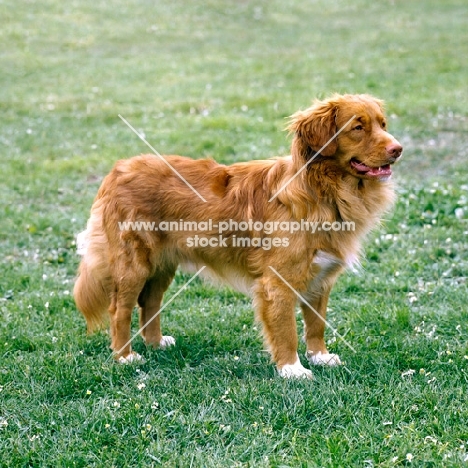 nova scotia duck tolling retriever side view