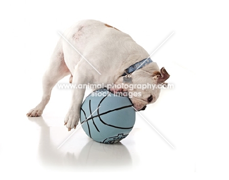 English Bulldog playing with basketball