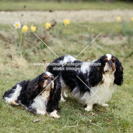 ch homehurst merry monach, royal richard at zubaida, r,  two king charles spaniels