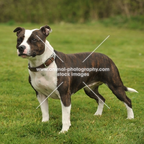 Staffordshire Bull Terrier