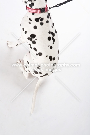 Dalmatian sitting in studio