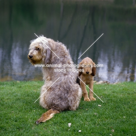 am ch billekin amanda grizzlet & amy, otterhound and puppy sitting on grass by water