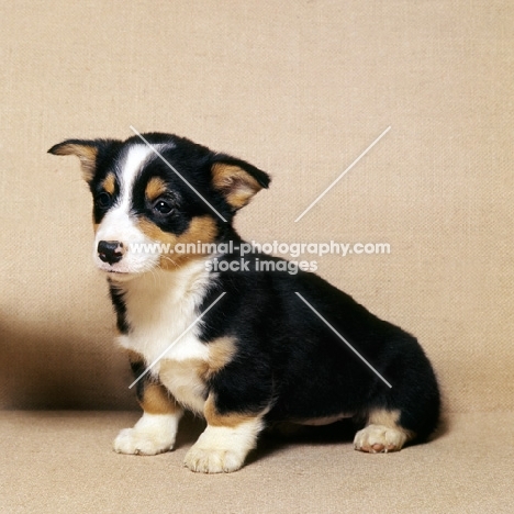  pembroke corgi puppy sitting