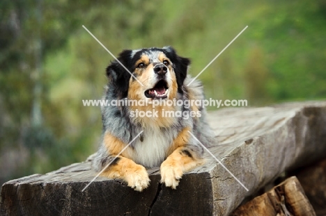 alert Australian Shepherd