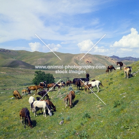 group of karabair mares and foals grazing on the hillside at dzhizak, uzbekistan