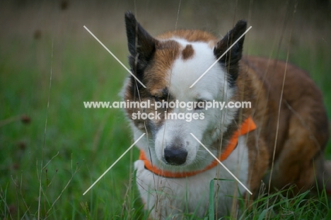 karelian bear dog in a field