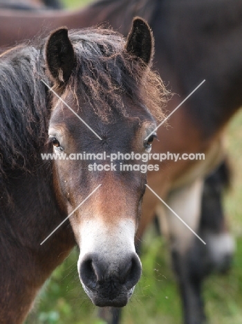 Exmoor Pony portrait