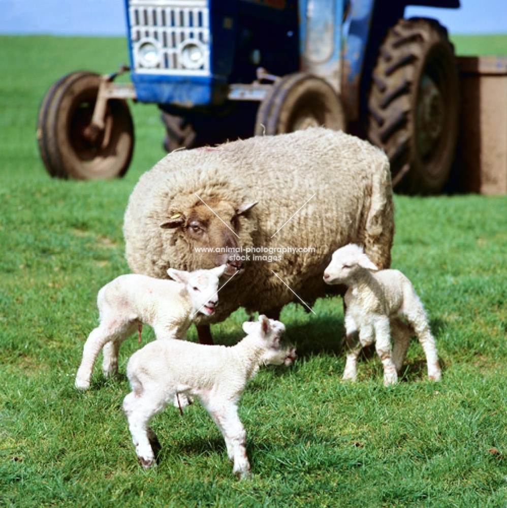 ewe with three new born lambs twenty minutes old