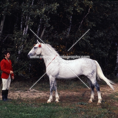 pion, famous orlov trotter stallion, pion is the most influencial breeding stallion in the past 30 years