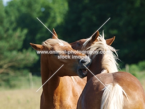 Suffolk Punches grooming each other