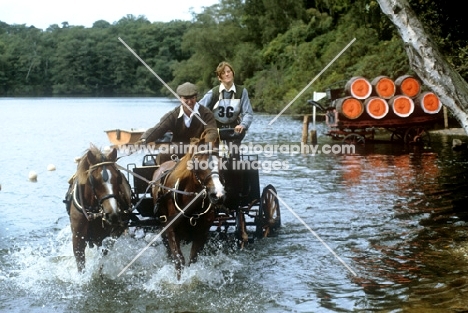 pair of welsh ponies at the water in driving competition