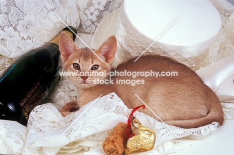 fawn Abyssinian lying with champagne bottle