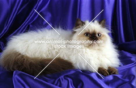 young blue colourpoint persian cat