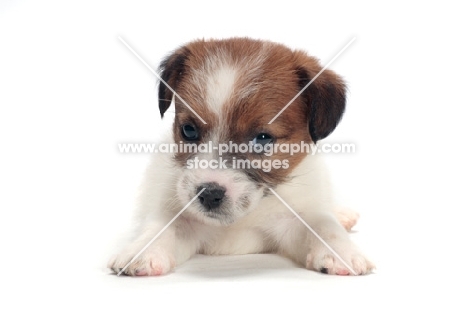 rough coated Jack Russell puppy, cut out