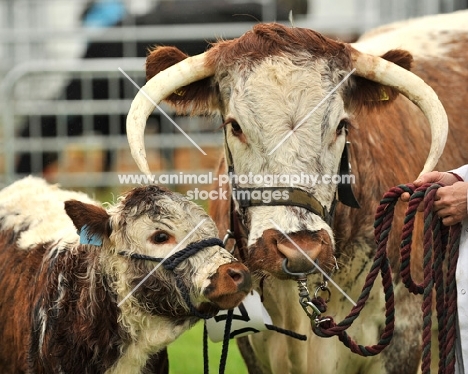 Longhorn cow and calf