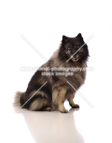 Keeshond sitting on white background