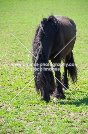 Friesian grazing