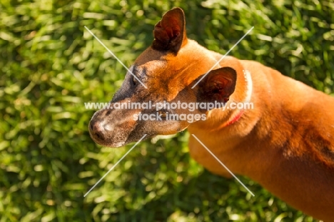 Thailand Ridgeback top view