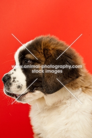young Saint Bernard on red background, profile