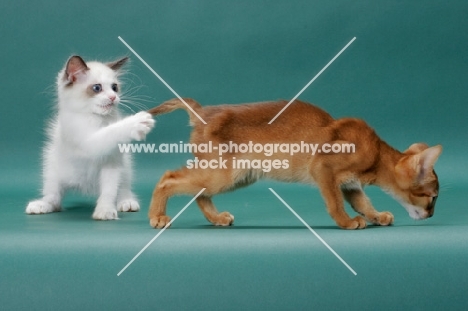 Ragdoll kitten playing with Abyssinian kitten's tail