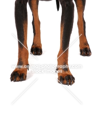 Manchester Terrier legs, Black with Tan Markings
