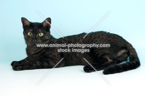 smoke egyptian mau lying