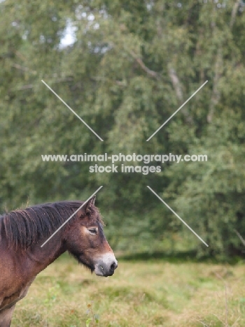 wild Exmoor pony