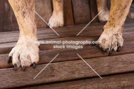 Bulldog feet on wooden bench