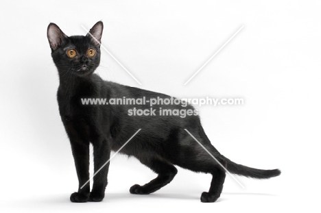 black Bombay cat on white background, side view