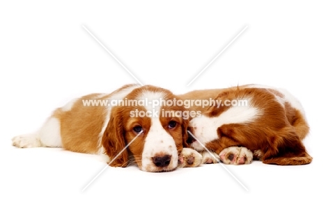 Welsh Springer Spaniel