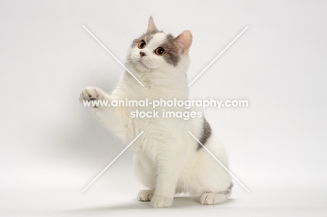 Blue Classic Tabby and White Manx