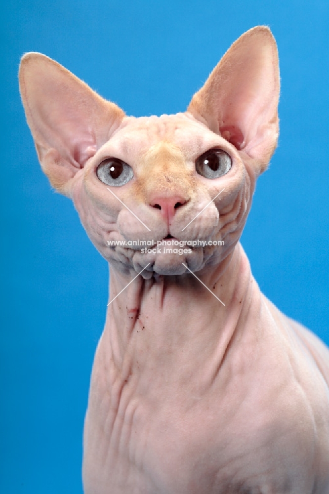 blue eyed sphynx cat