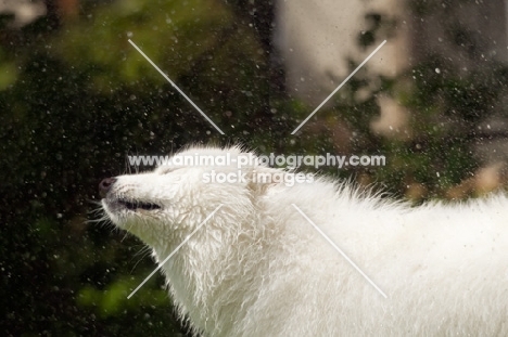 Samoyed shaking out water