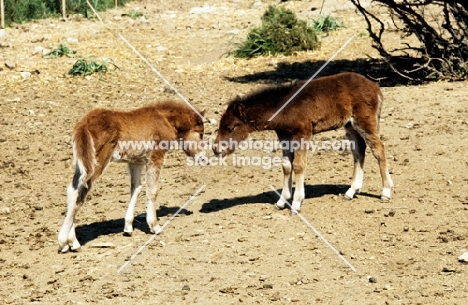 two skyros pony foals nuzzling 