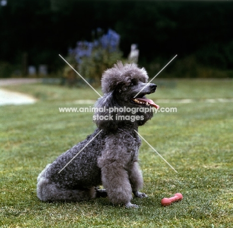 grey miniature poodle in pet clip sitting hopefully with toy