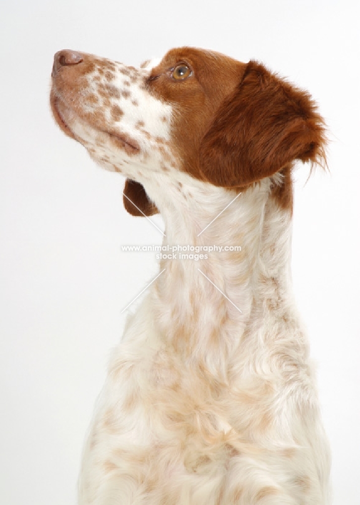Australian Champion Brittany on white background, looking up