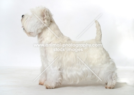 Australian Champion West Highland White on white background