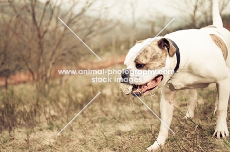 American Bulldog in autumn