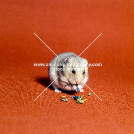 beige hamster eating sunflower seeds
