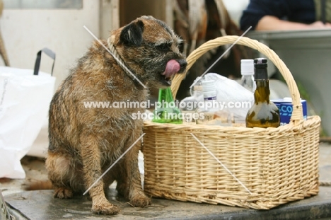 Border Terrier with picknick basket