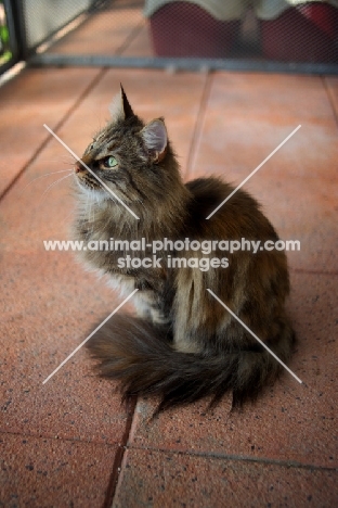 norwegian forest cat sitting with tail wrapped 