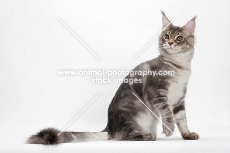 Blue Silver Classic Tabby Maine Coon