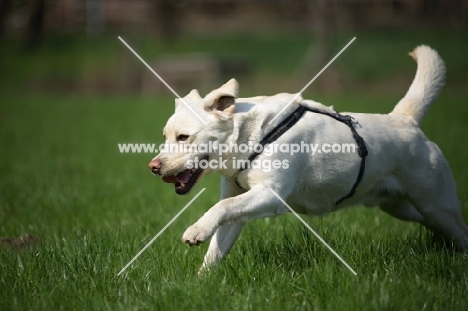 happy cream labrador running free in a field 