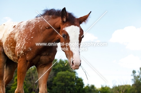 Appaloosa