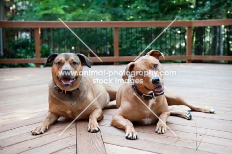 staffordshire terrier mix littermate brothers sitting together on deck