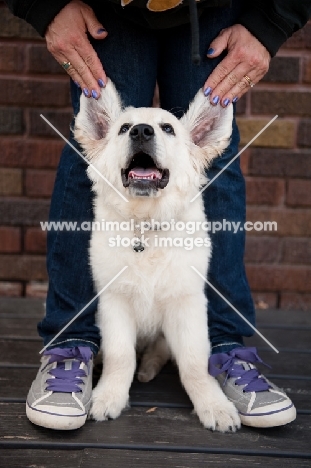 Owner playing with Golden retriever puppy.