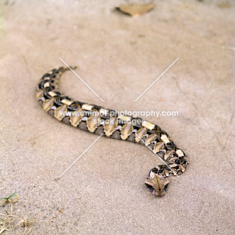 gaboon viper posed by c j p ionides in tanzania